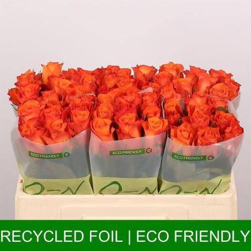 Rosa grootbloemig Orange Wave