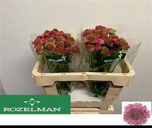 Scabiosa atropurpurea Candy Scoop