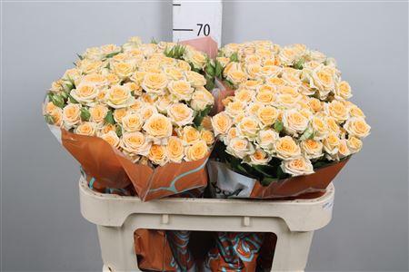 Rosa tros Trinity
