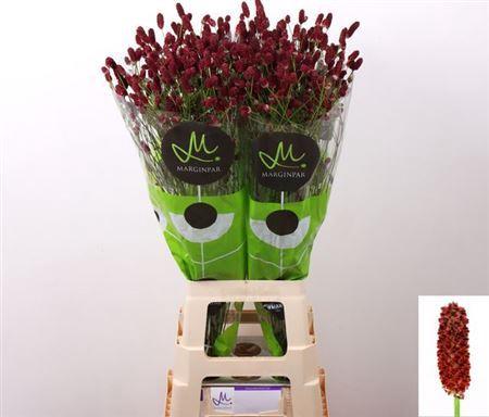 Sanguisorba officinalis 'Red Dream'