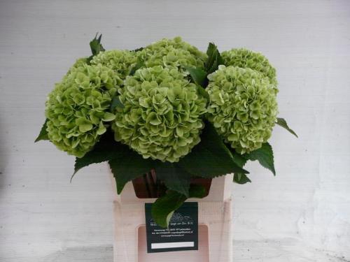 Hydrangea macrophylla 'Blizzard' (classic)