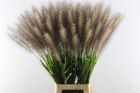 Pennisetum 'Paradise'