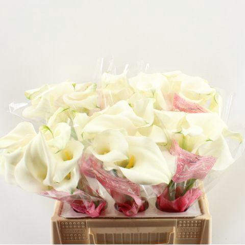 Zantedeschia 'Captain Ventura'