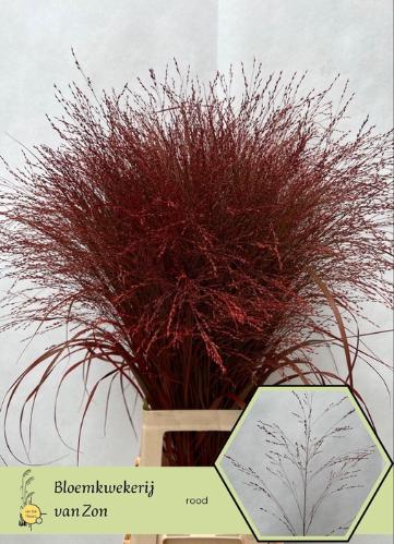 Siergras kleurbehandeld H%