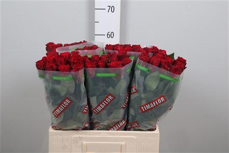 Rosa grootbloemig Upper Class