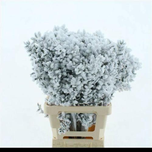 Ruscus kleurbehandeld H%