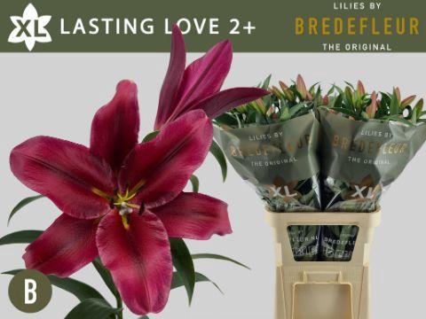 Lilium (OT-hybrids Grp) 'Lasting Love'