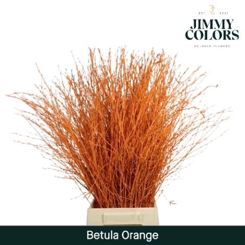 Betula kleurbehandeld H%