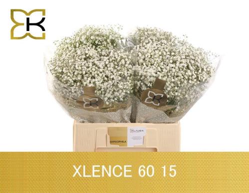 Gypsophila paniculata Xlence