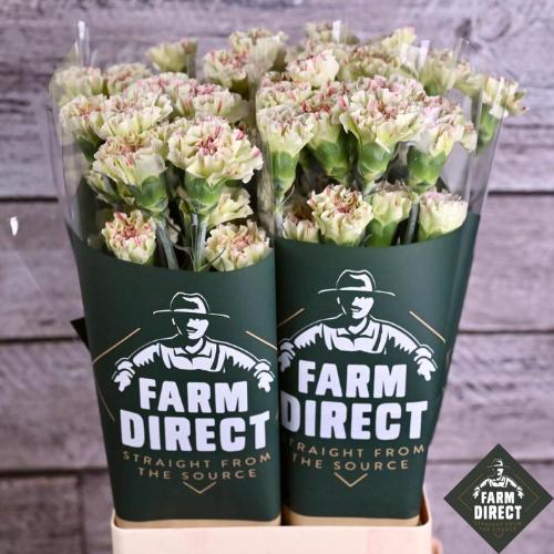 Dianthus standaard overig