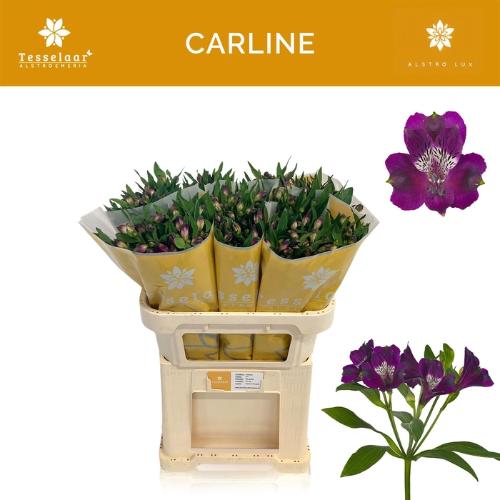 Alstroemeria Carline