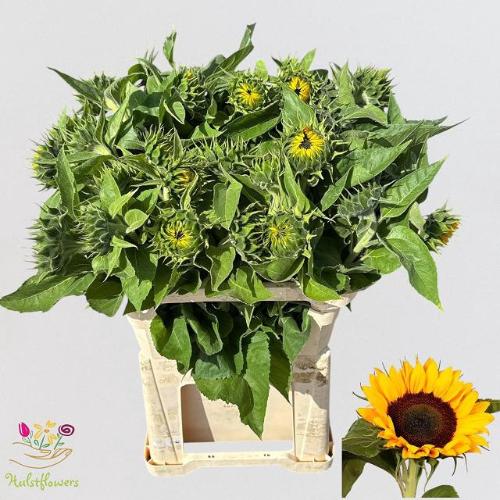 Helianthus annuus 'Sunrich Orange'