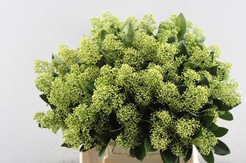 Skimmia japonica per bos Magical Finchy