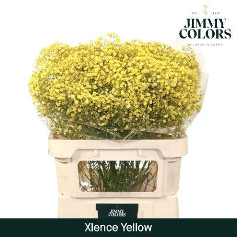 Gypsophila overig kleurbehandeld H%