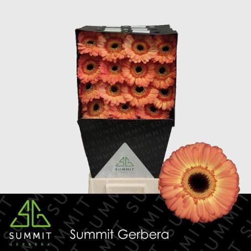 Gerbera grootbloemig Dino+