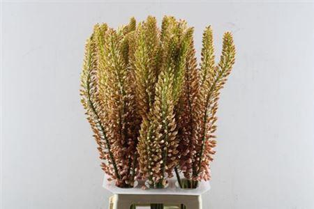 Eremurus 'Oase'