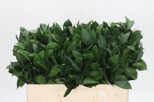 Ruscus hypophyllum (groot blad)