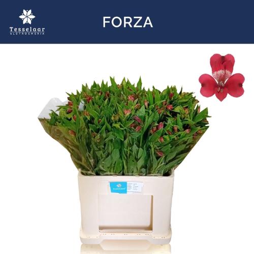 Alstroemeria Forza