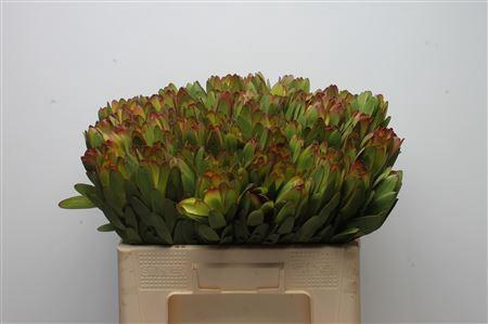 Leucadendron 'Safari Goldstrike'