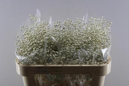 Rosa Rosefruits Elite