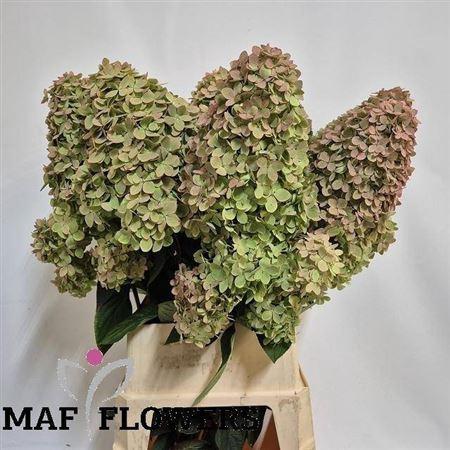 Hydrangea paniculata Magical Candle (classic)