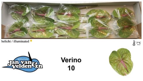 Anthurium Andreanum Grp Verino