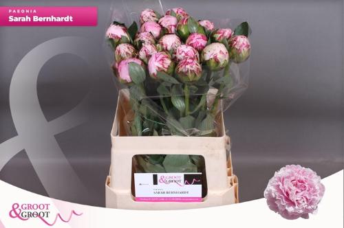 Paeonia Lactiflora Grp 'Sarah Bernhardt'