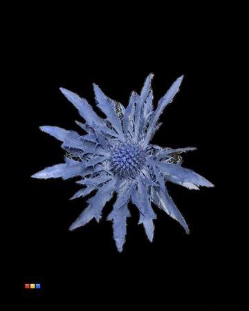 Eryngium alpinum kleurbehandeld H%