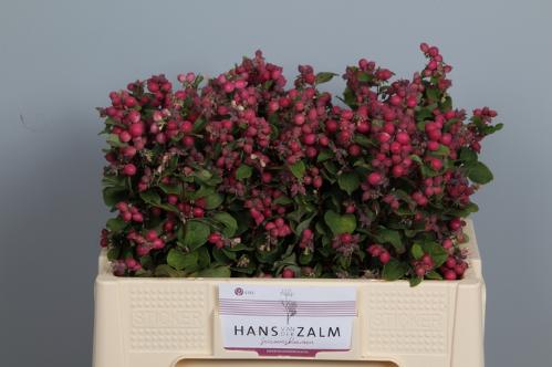 Symphoricarpos (Pink Berry Grp) Magical Ruby Falls