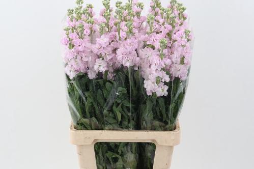 Matthiola incana 'Phantom Softpink'