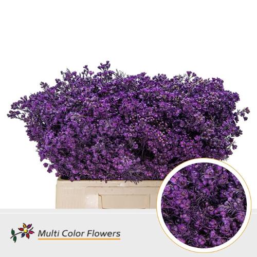 Chamelaucium kleurbehandeld H%