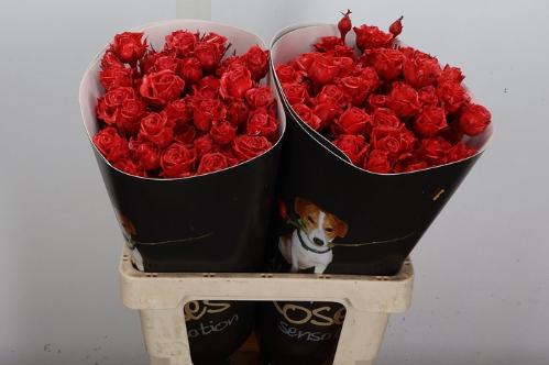 Rosa grootbloemig gewaxt H%