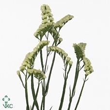 Limonium sinuatum Yellow Sun Birds