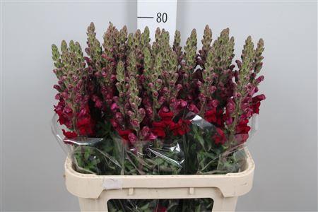 Antirrhinum majus 'Potomac Red'