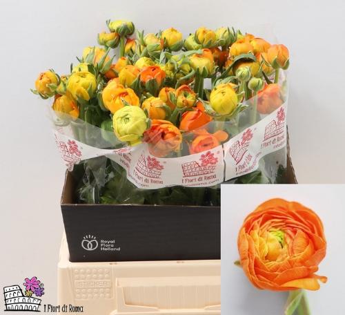 Ranunculus asiaticus 'Elegance Orange'