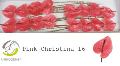 Anthurium Andreanum Grp 'Pink Christina'