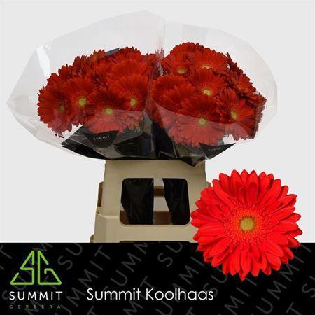 Gerbera grootbloemig 'Red Explosion'