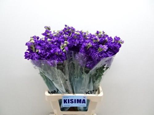 Matthiola incana 'Iron Purple'