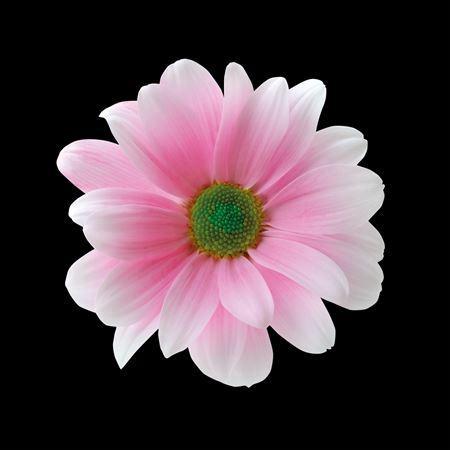 Chrysanthemum Indicum Grp tros kas kleurbehandeld H%