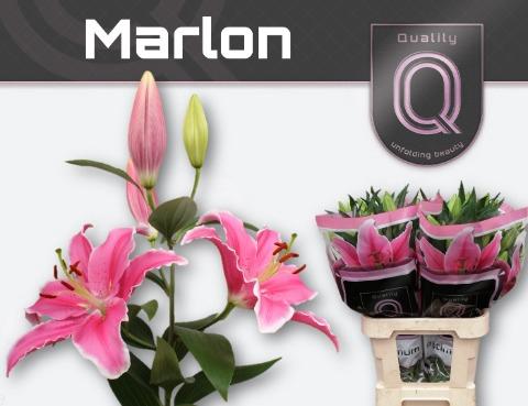 Lilium Oriental Grp 'Marlon'