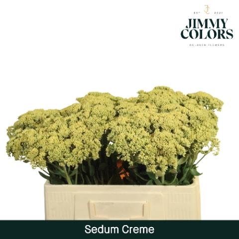 Sedum kleurbehandeld H%