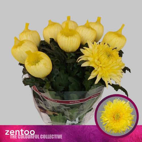 Chrysanthemum (Indicum Grp) geplozen Magnum Yellow
