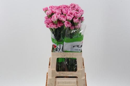 Dianthus standaard overig