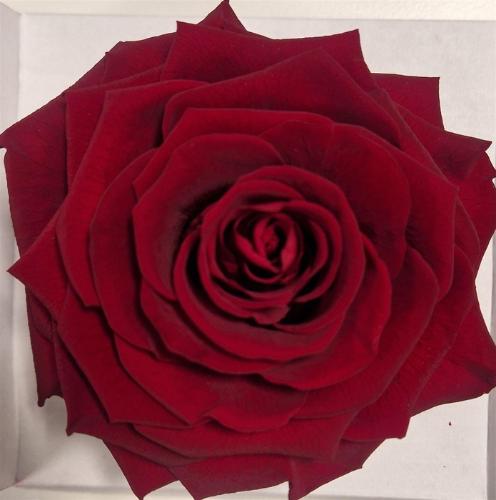 Rosa grootbloemig kleurbehandeld H%