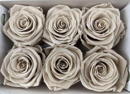 Rosa grootbloemig kleurbehandeld H%