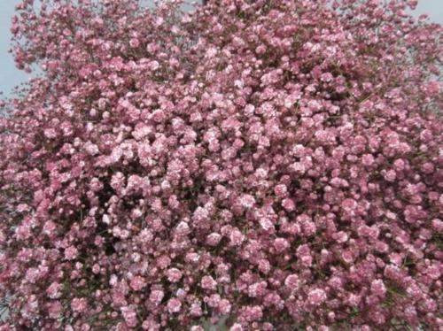 Gypsophila overig kleurbehandeld H%