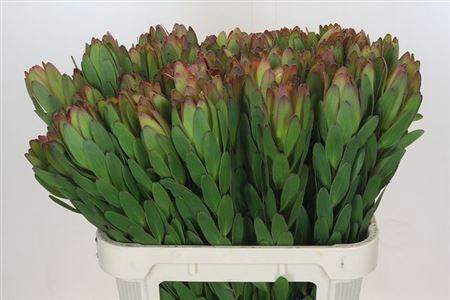 Leucadendron 'Safari Goldstrike'