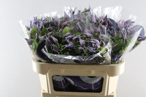 Clematis Amazing Sydney