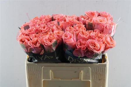 Rosa grootbloemig Blushing Reeva