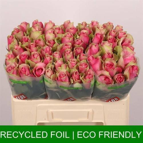 Rosa grootbloemig Bellevue